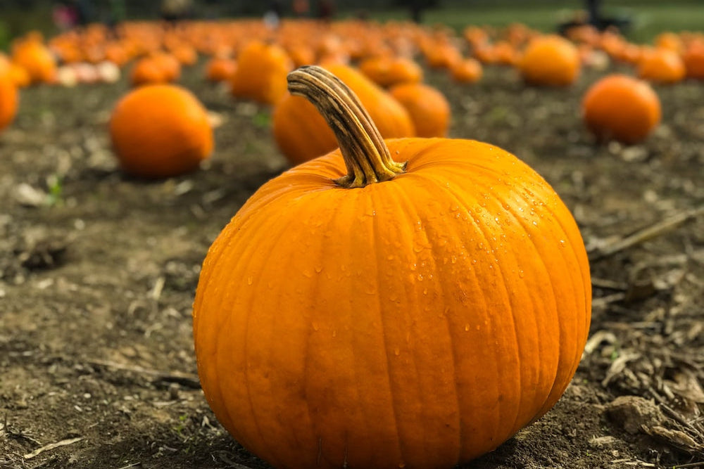 Close-up of an orange pumpkin with water droplets in a pumpkin patch, other pumpkins blurred in the background.