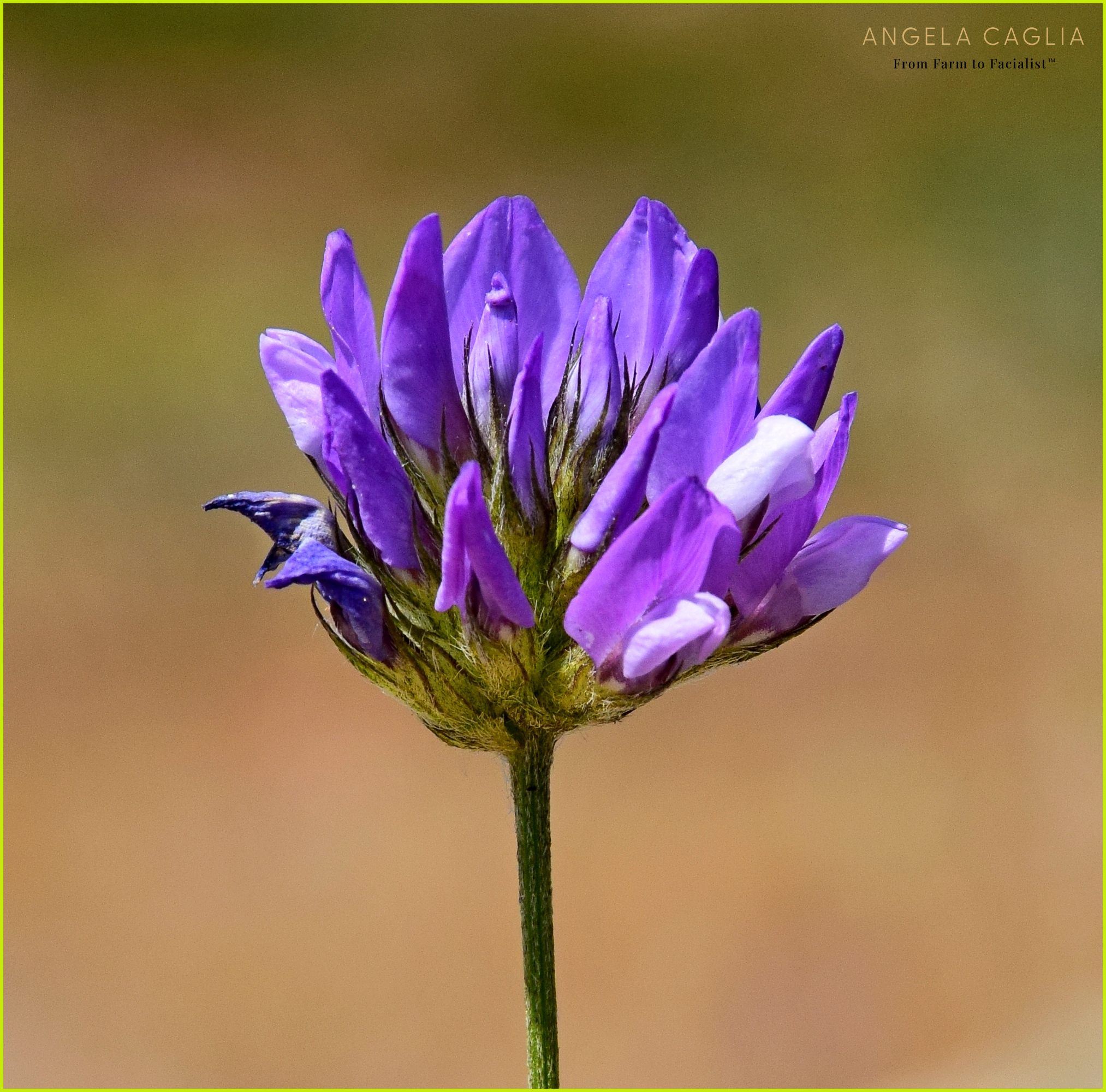 Close-up of a purple clustered wildflower on a single stem; top-right text reads ANGELA CAGLIA From Farm to Facialist™