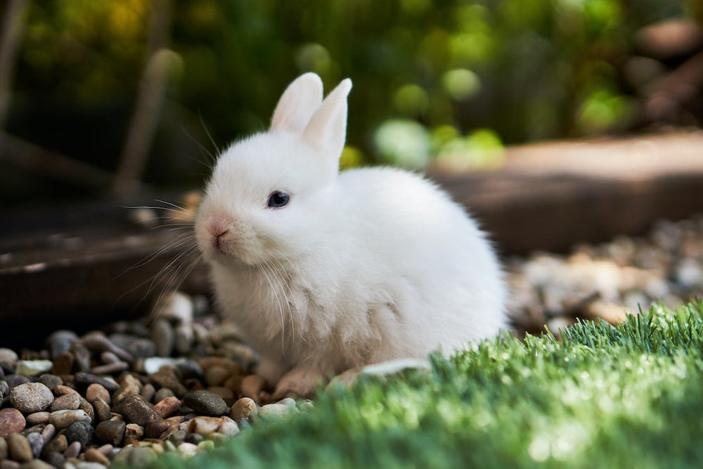 White baby rabbit sitting on pebbles beside grass, soft fur and dark eye in sunlit backyard.